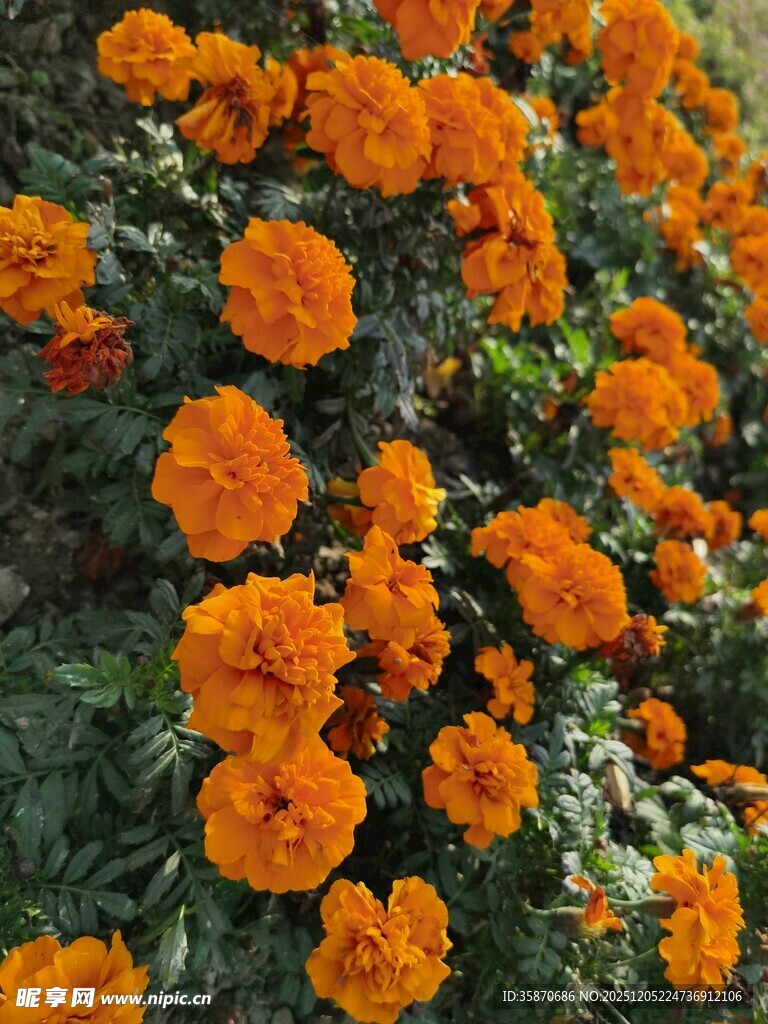 鲜艳万寿菊绽放美景