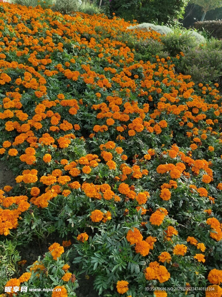 橙色花海绽放迷人魅力