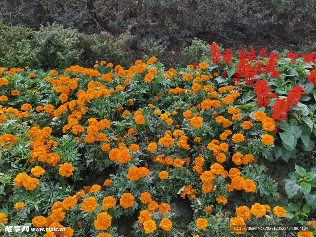 绚烂橘色花卉绽放的美景