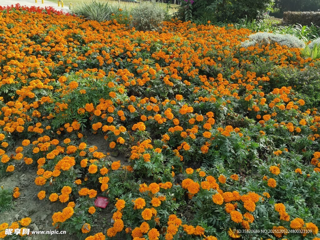 绚烂花海中的橙色花朵