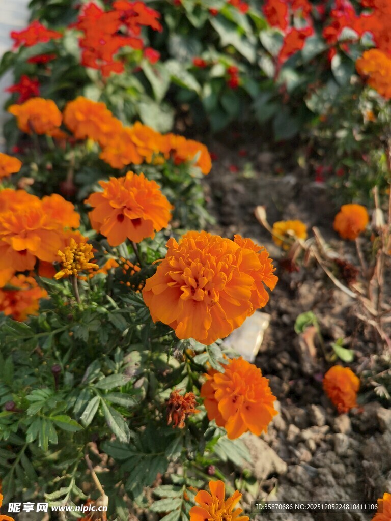 鲜艳万寿菊绽放花园