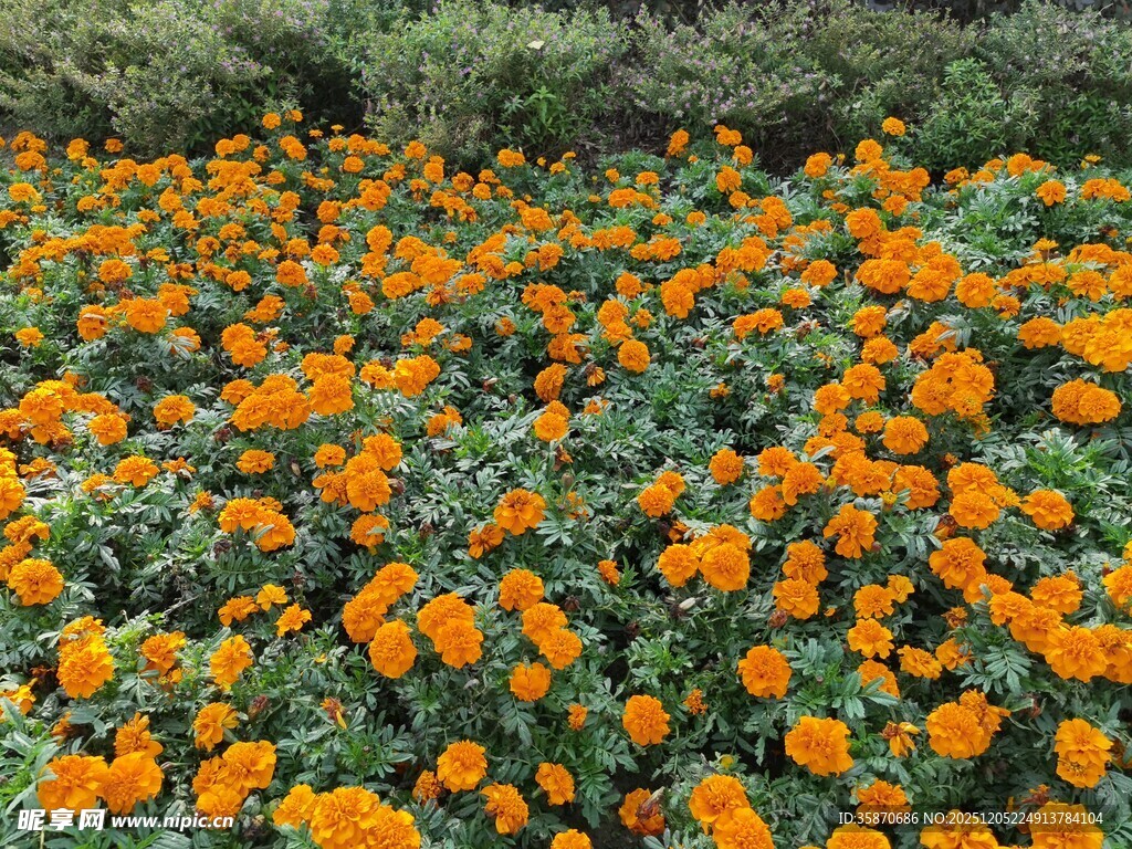 橙色万寿菊盛放美景