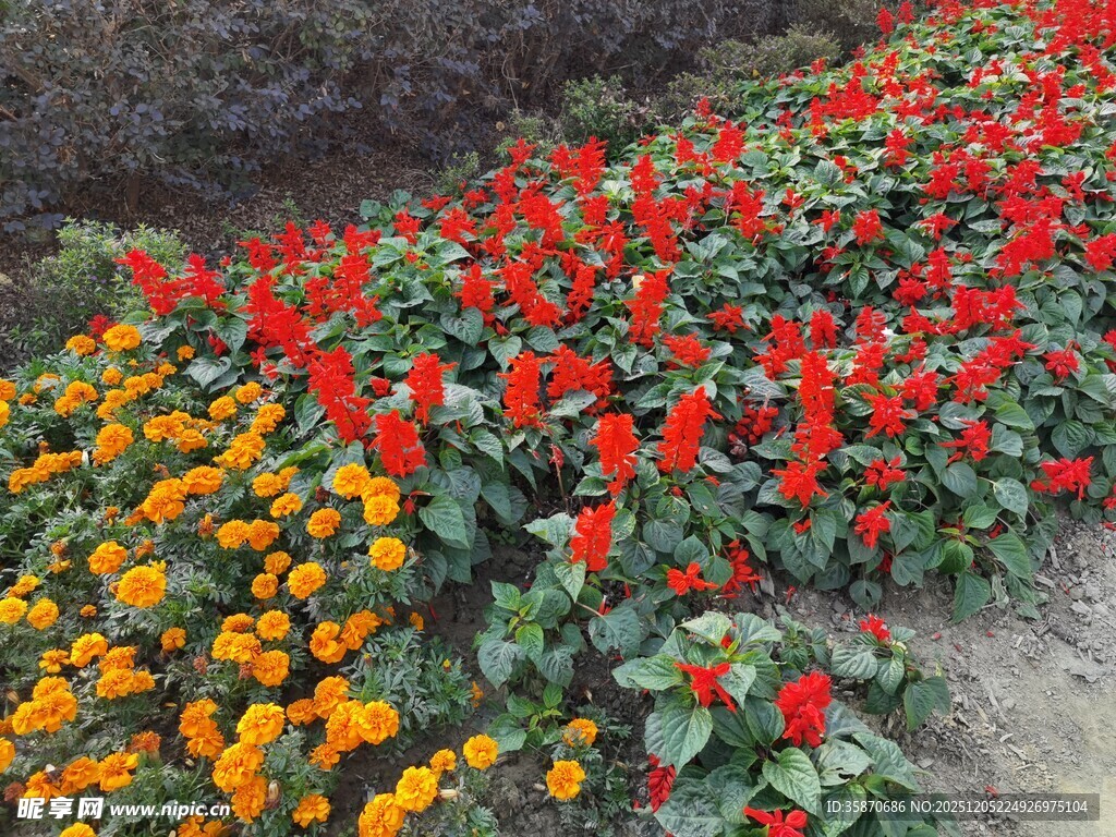 多彩花卉装点美丽花园
