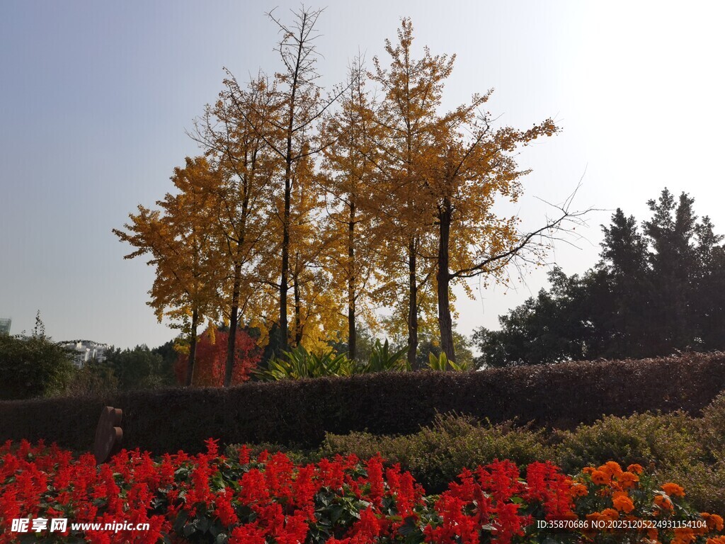 秋日花海与金黄树木美景