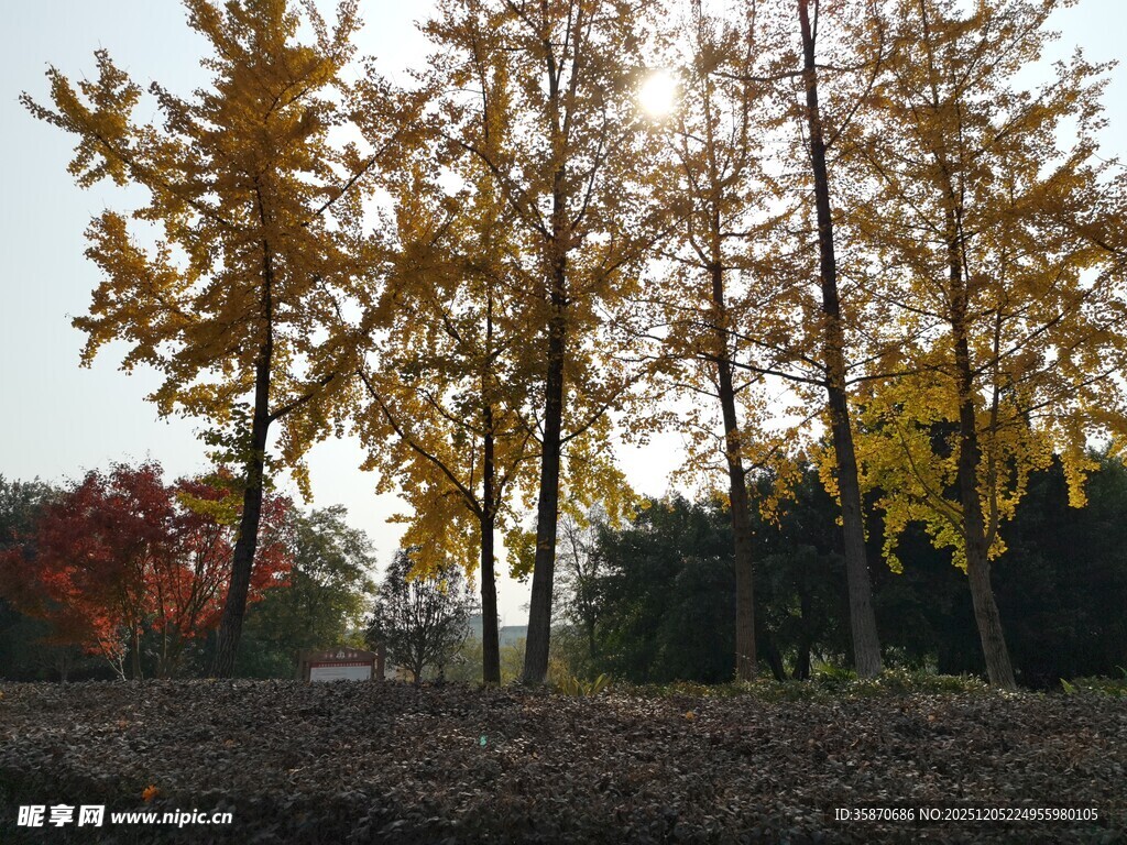 秋日树林金黄树叶映蓝天