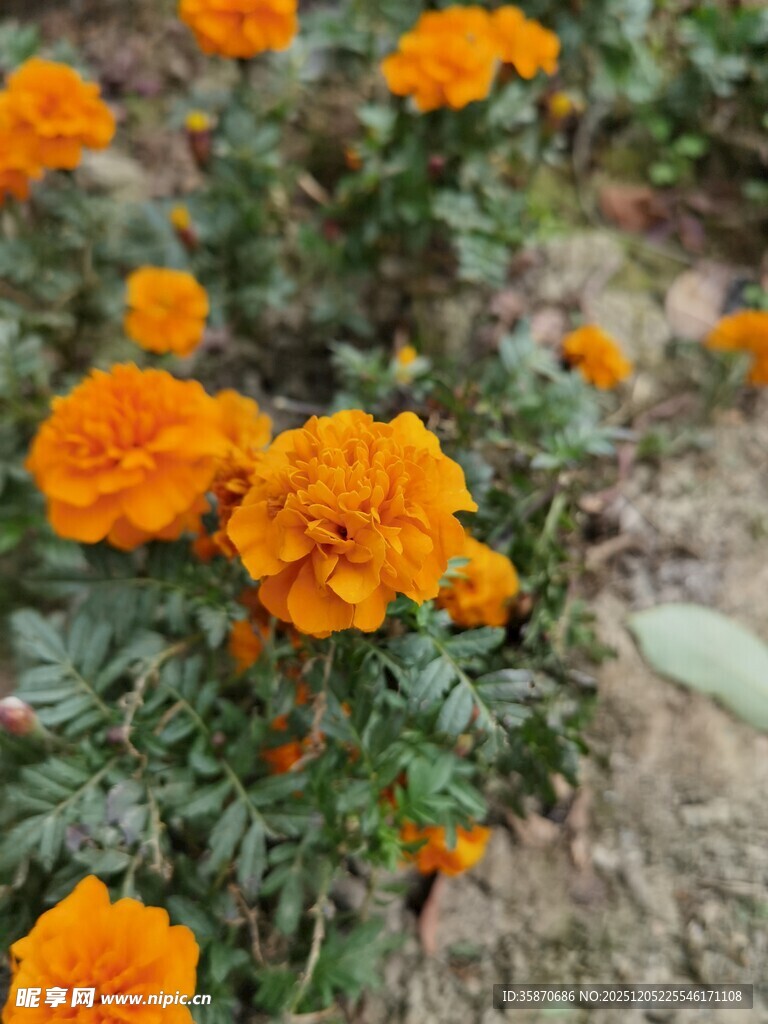 橙色万寿菊绽放于草地