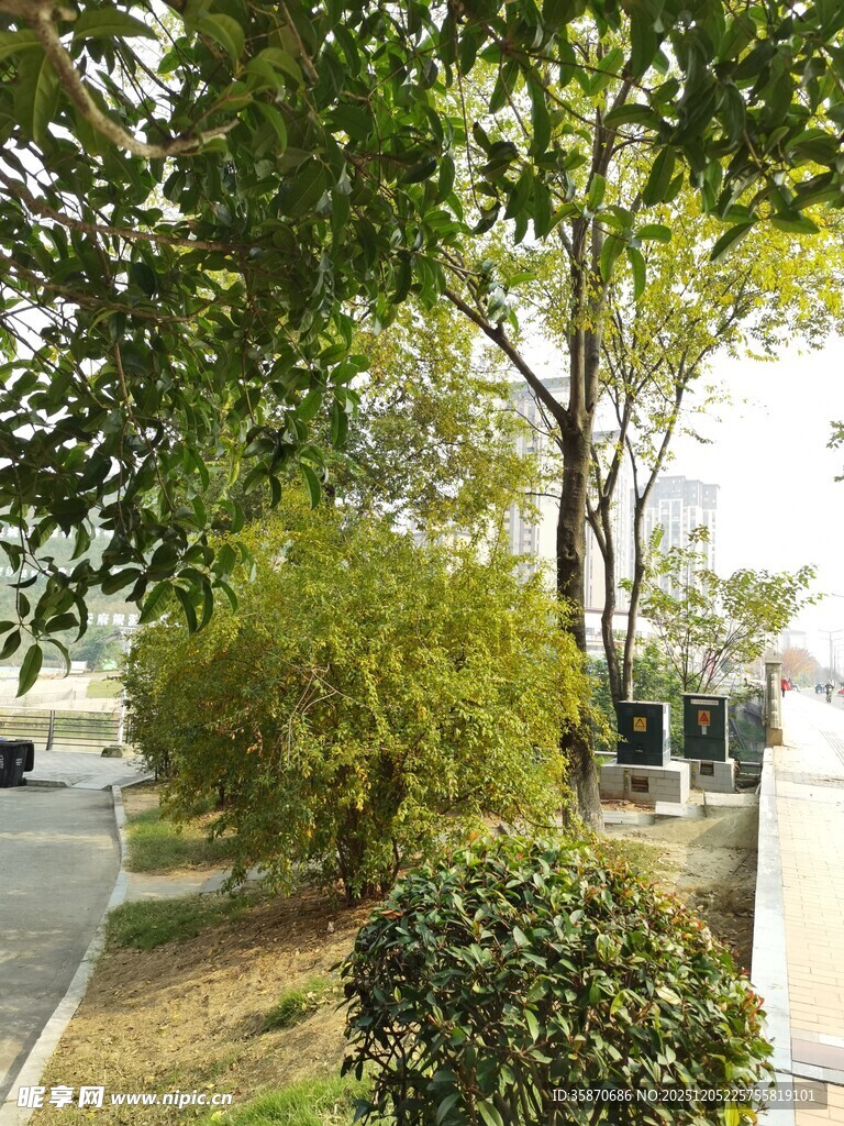 路边绿树与灌木丛景观