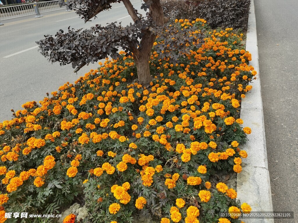 花坛中绽放的绚烂小黄花