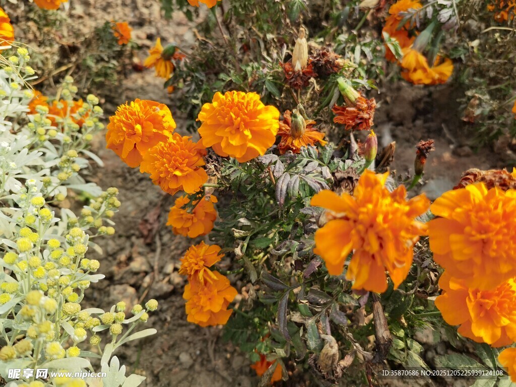 绽放的橙色万寿菊花朵