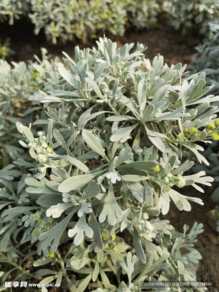 银叶植物特写