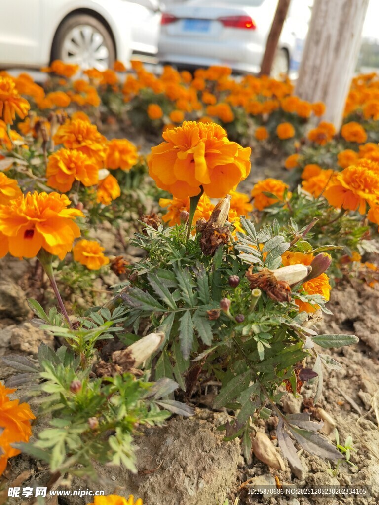 橙色万寿菊绽放的美景