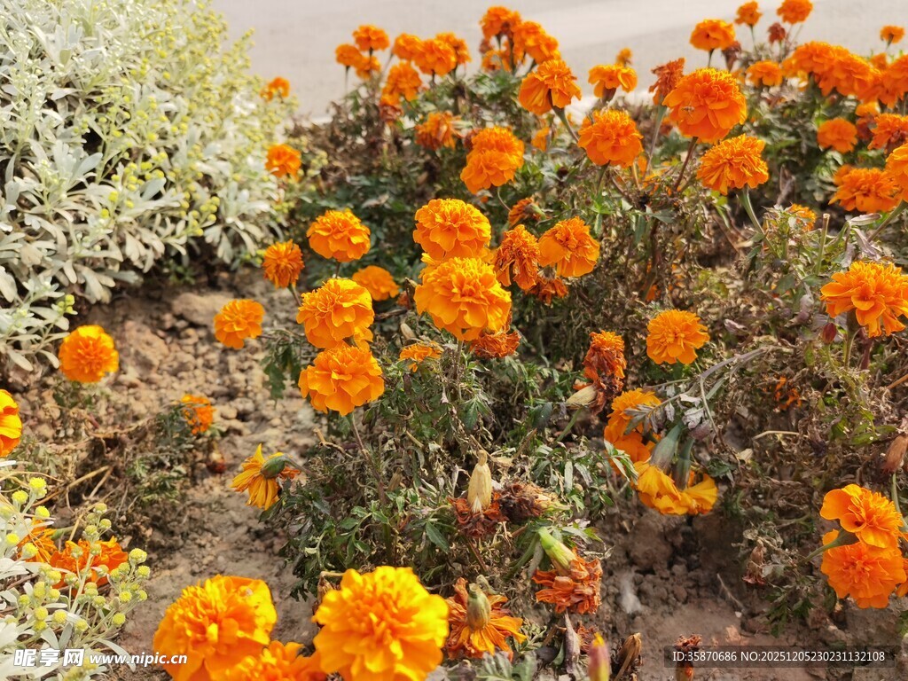 橙色万寿菊绽放的美丽景象