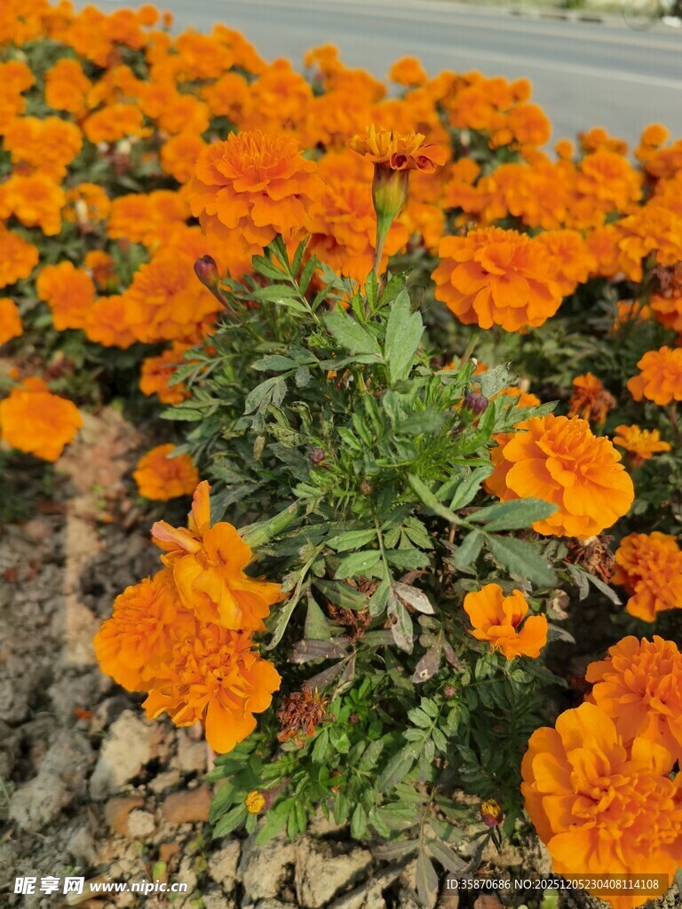 橙色万寿菊绽放的美丽