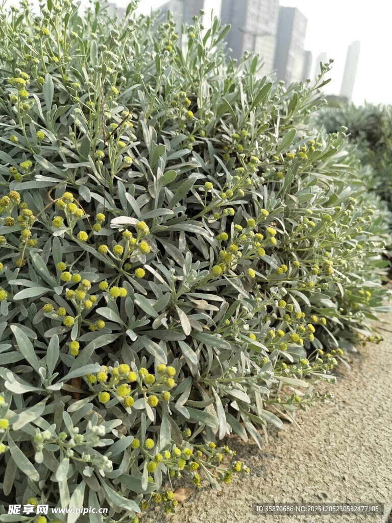 绿叶间的黄色小花植物