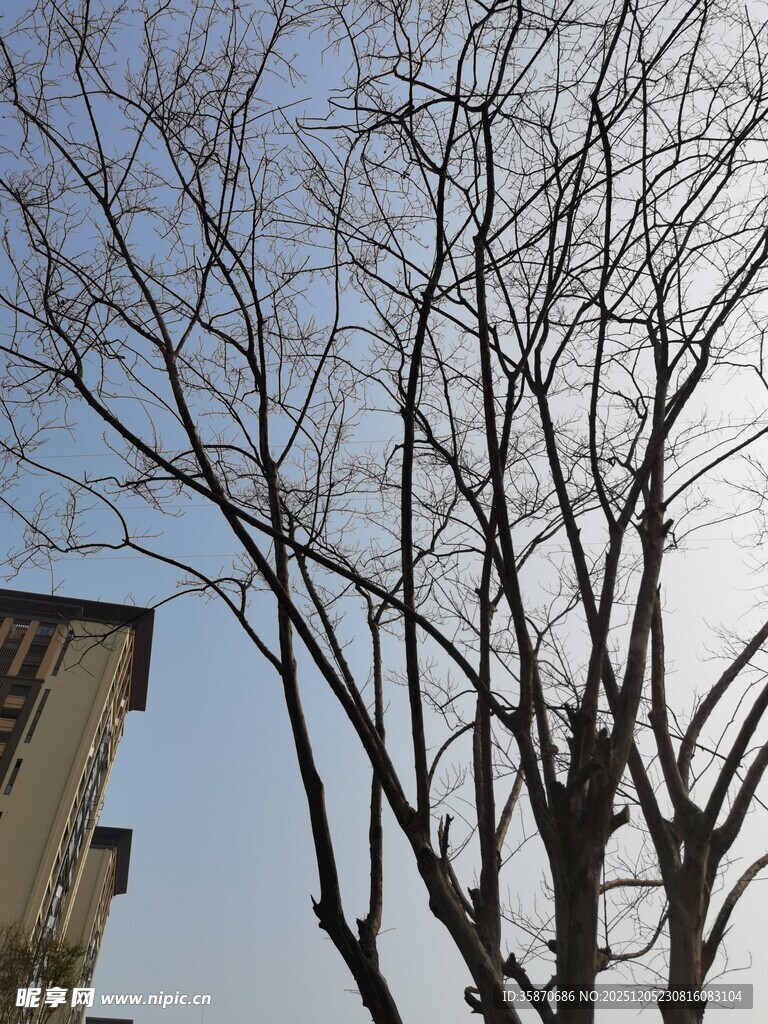 冬日光秃树木与建筑物