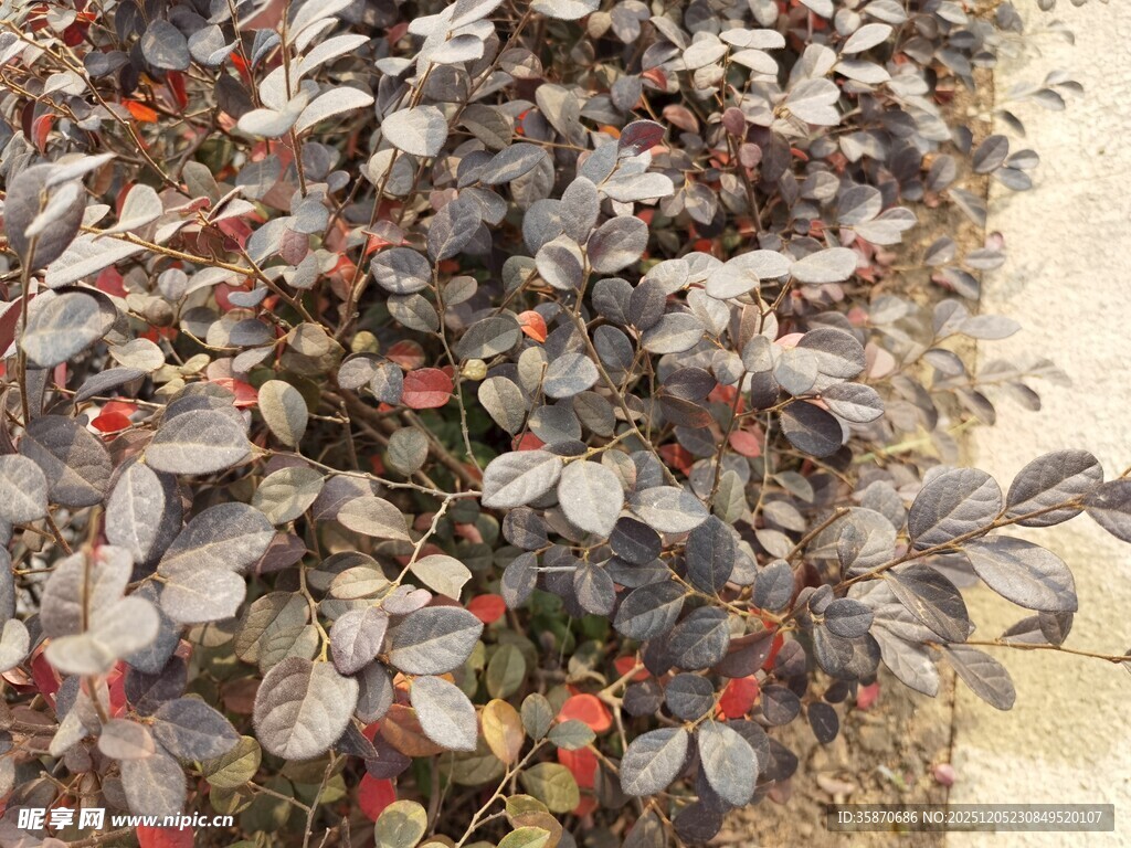 紫叶小檗植物景观