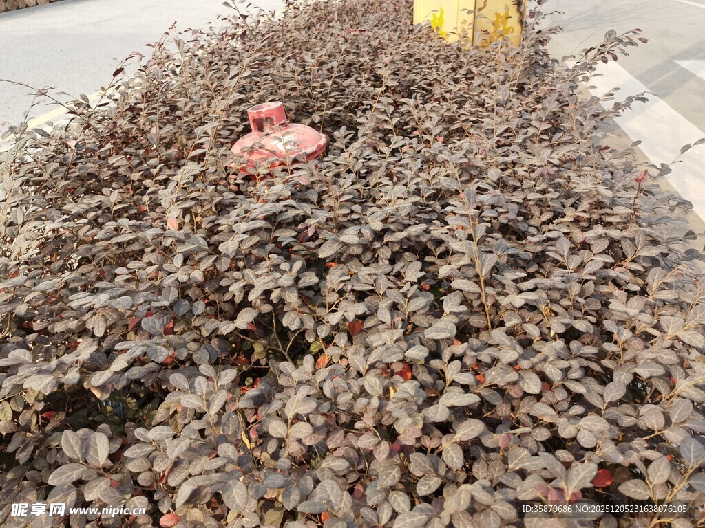 干枯植物堆中的红色物体