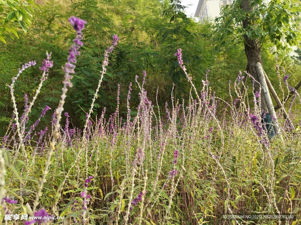 野外紫色花草繁茂景象