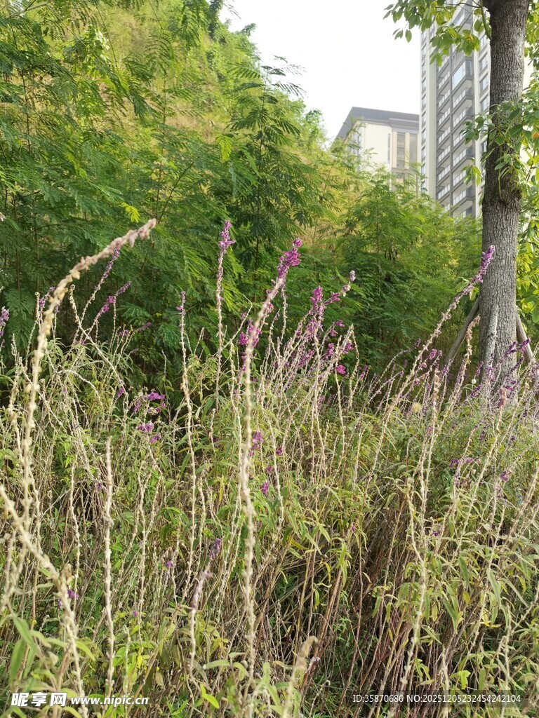 城市中茂盛的野生草丛