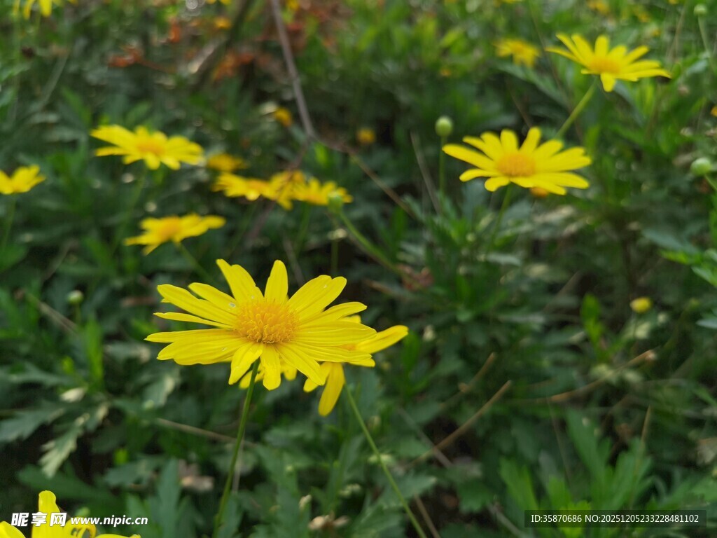 黄色小花绽放于草丛中