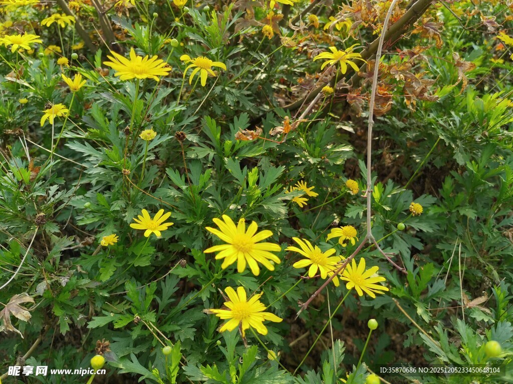 野外绽放的黄色小花