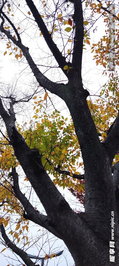 秋日枝干尽显自然之美