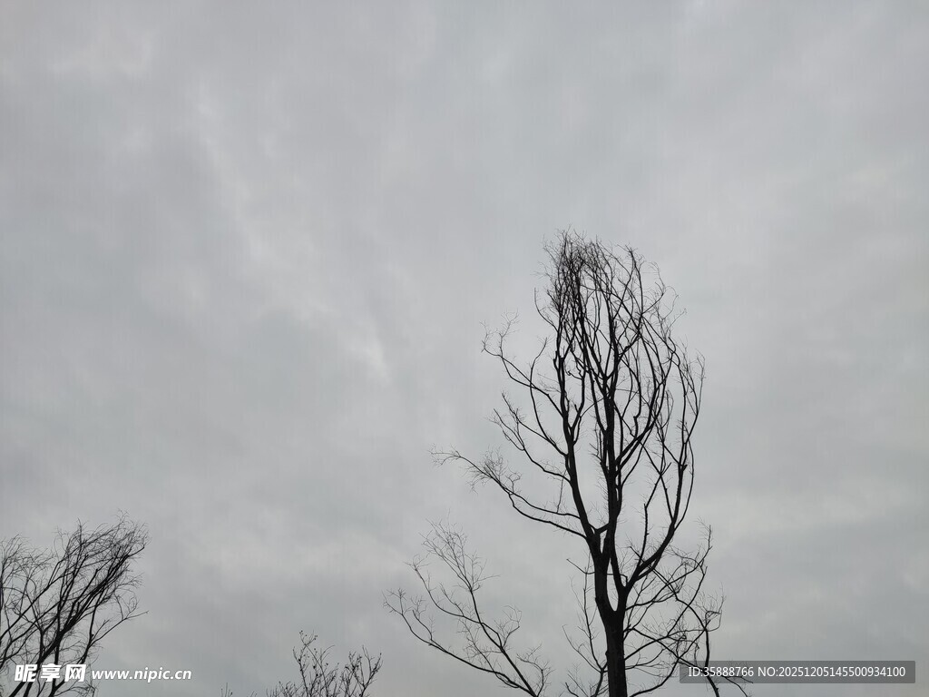 枯树挺立在阴沉天空下