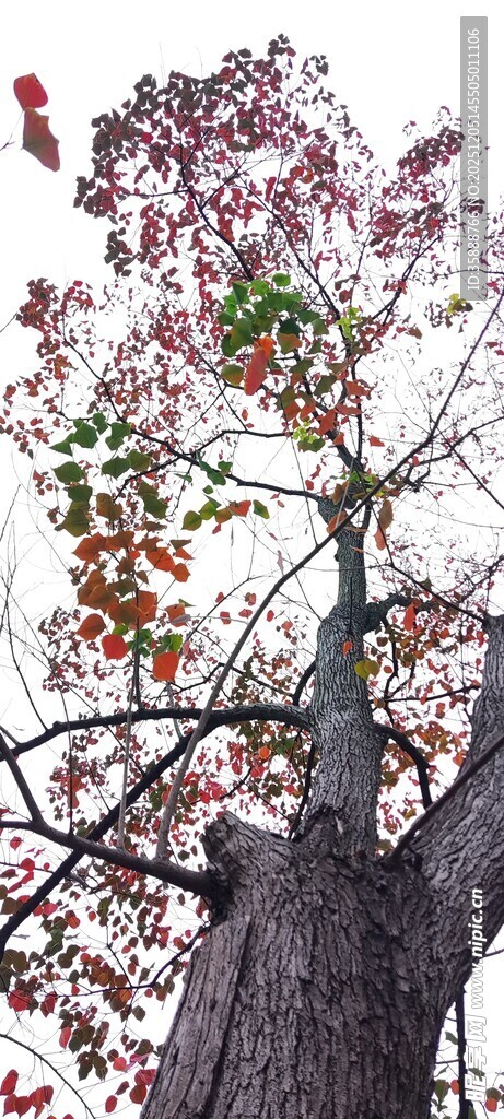 秋日古树红叶点缀枝头