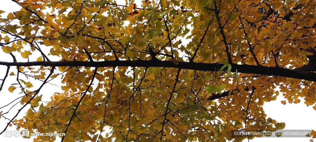 秋日倒映的斑斓树叶