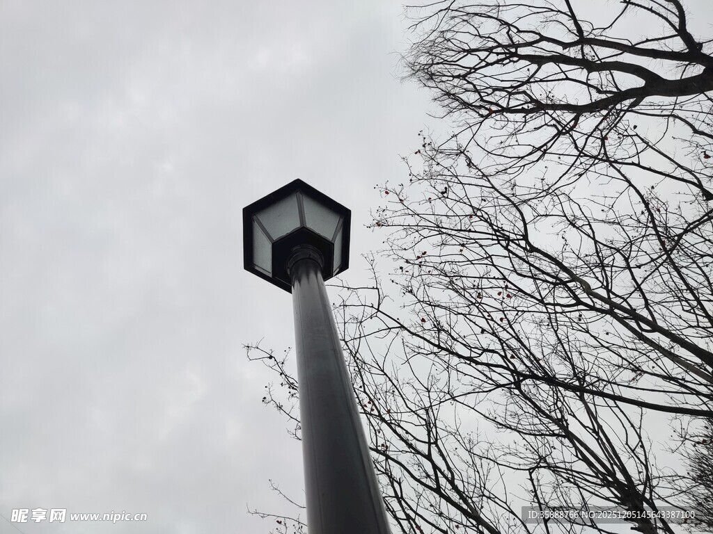 高耸路灯与光秃树枝