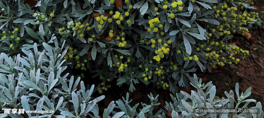 灰绿植物与黄色小花景观