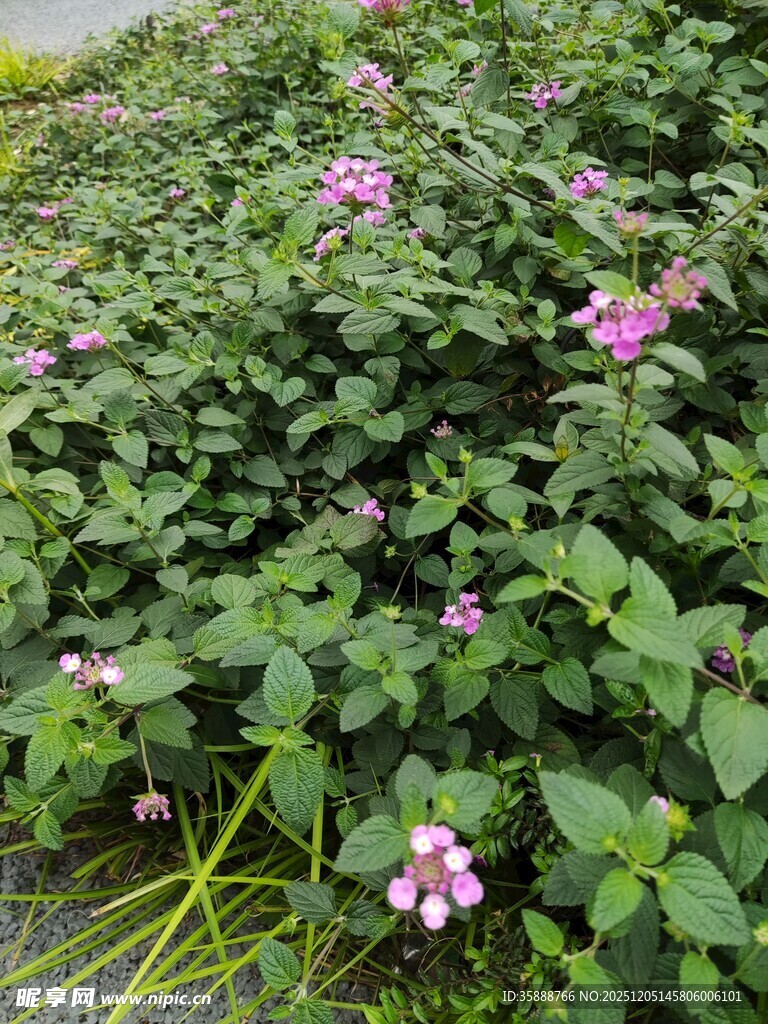 粉色野花绽放于绿叶间