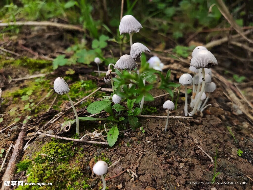 林间生长的白色小蘑菇