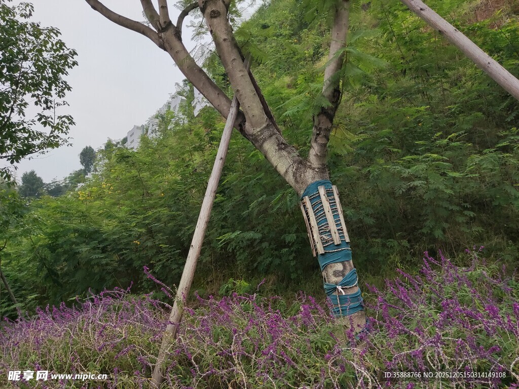 林间紫色花丛中的树木