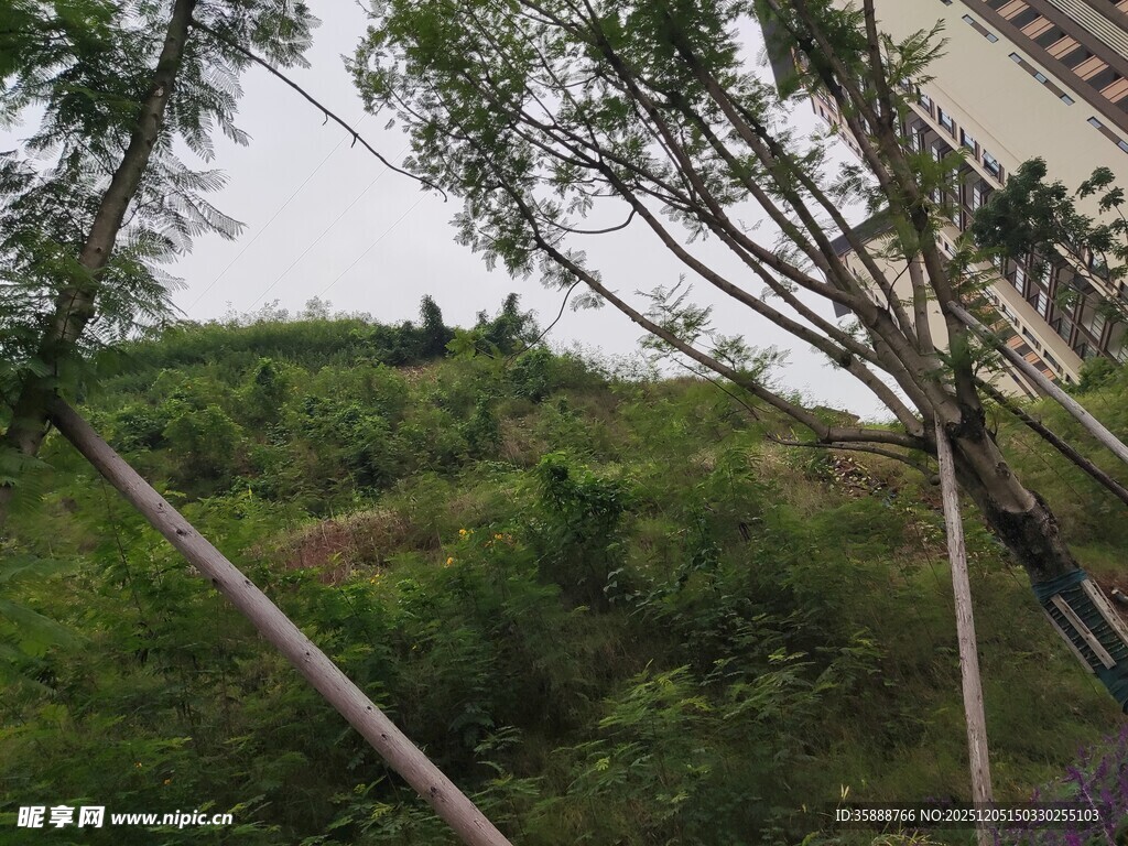 户外绿植与树木景观