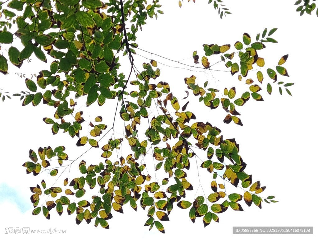 绿叶繁茂的树枝