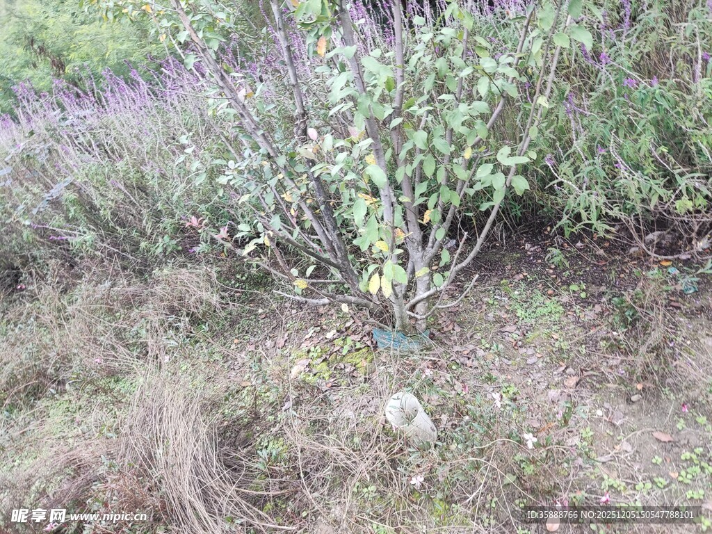 野外杂草丛生的自然景象