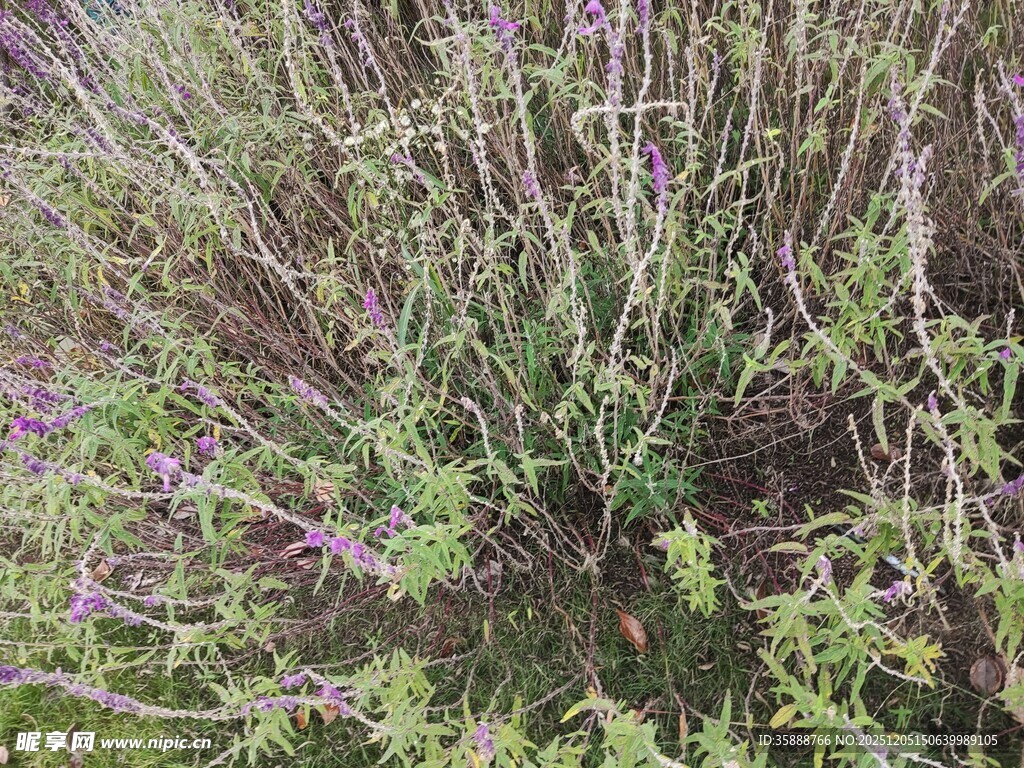 紫色薰衣草植物景观