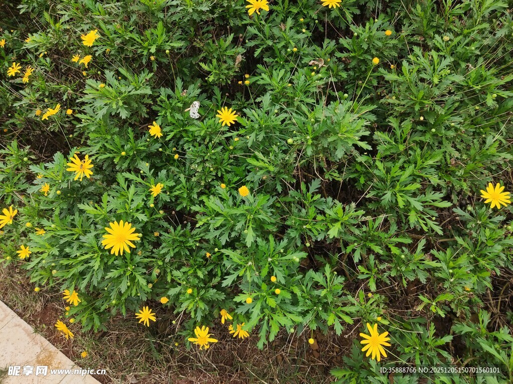黄色小花点缀绿植间