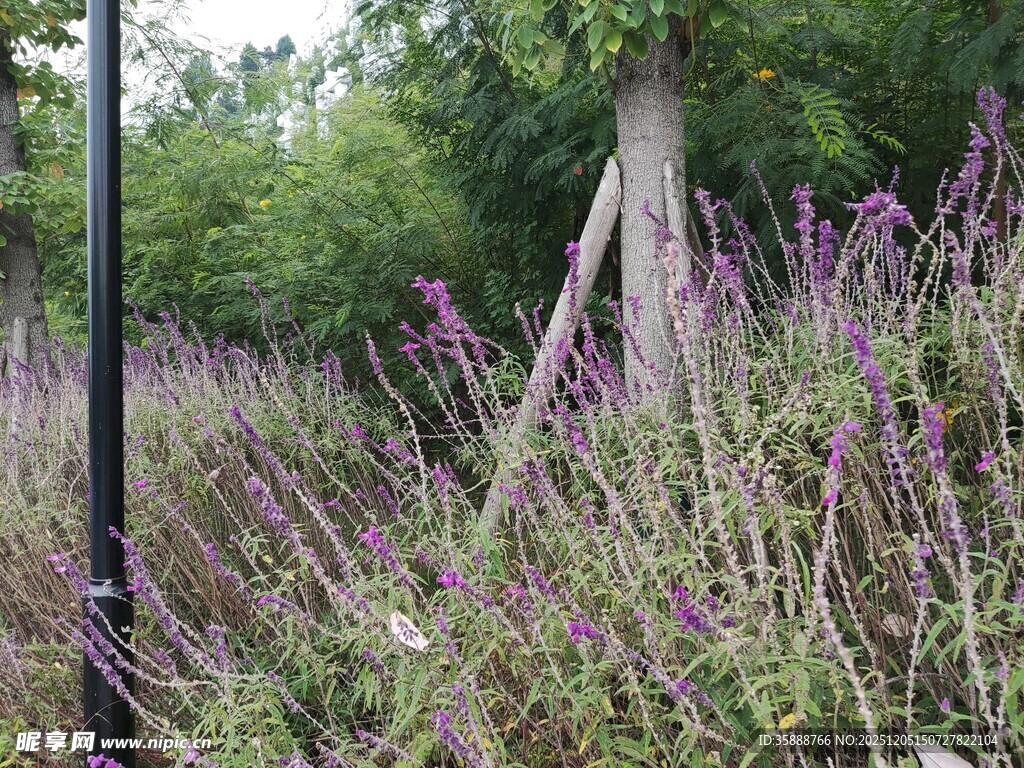 林间紫色花丛与大树景观