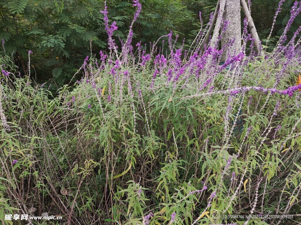 野外紫色花草丛景观