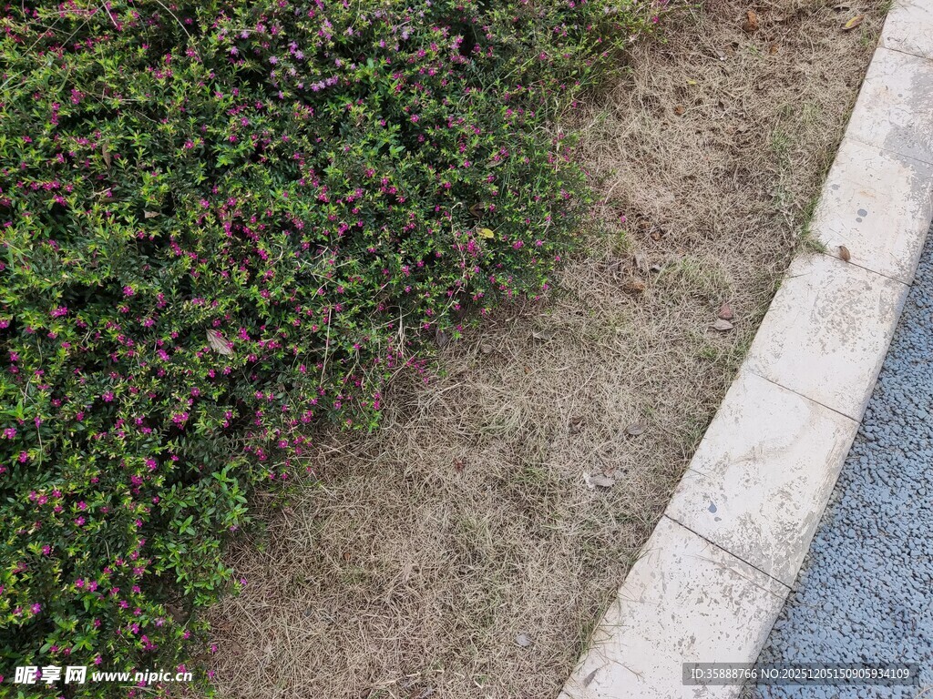 路边绿植与地面景观