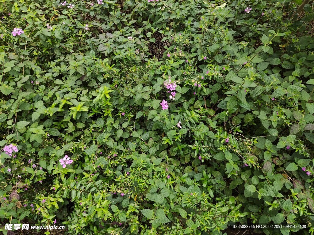 繁茂绿植中的零星小花