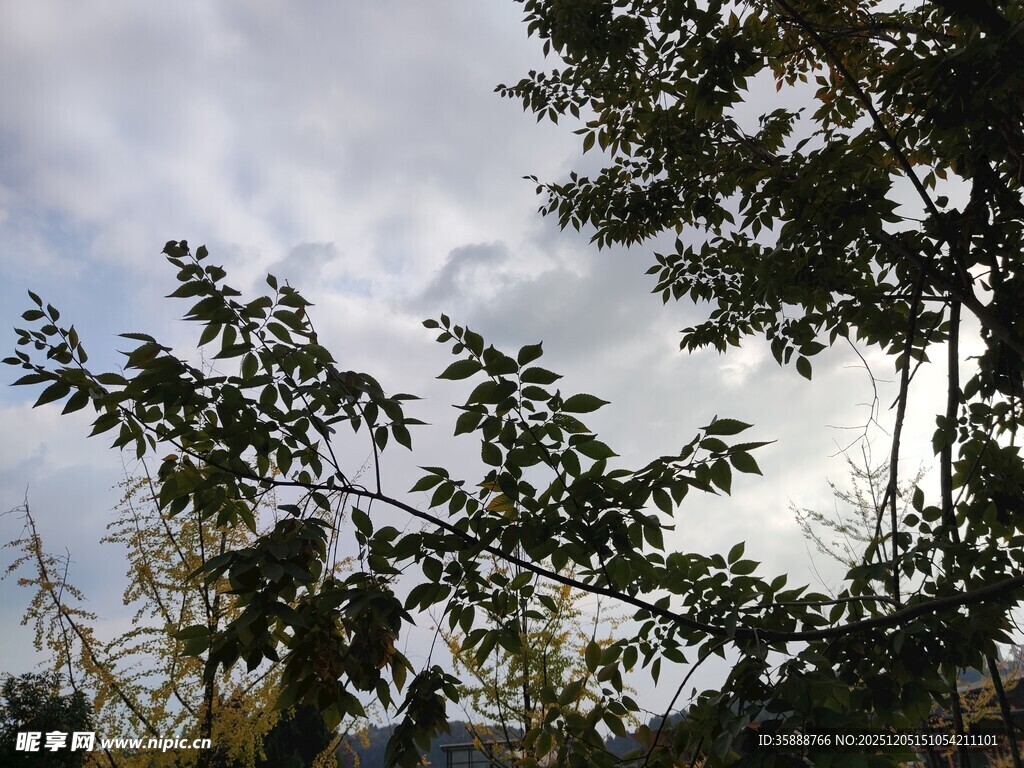 枝叶间的天空景象