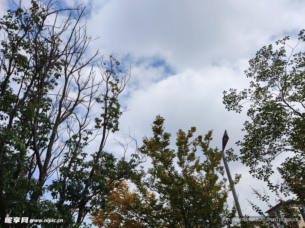 仰视林间天空与繁茂树木
