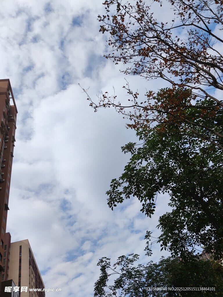 高楼旁枝叶间的天空景象