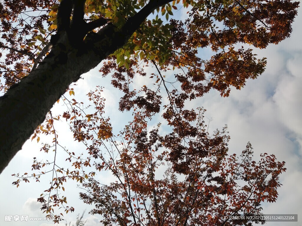 秋日树梢斑斓树叶映天际