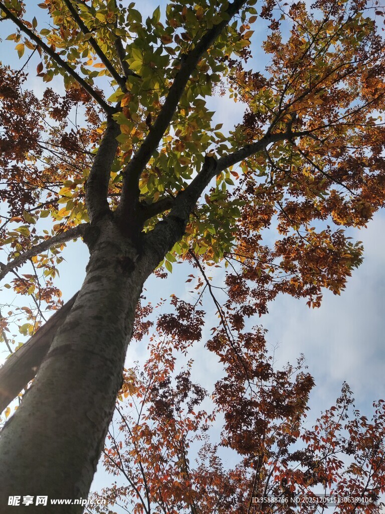 仰视秋日斑斓树冠