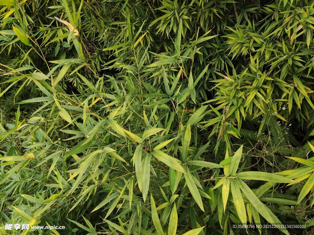 翠绿竹林生机勃勃