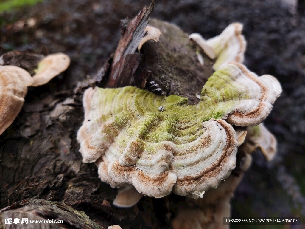 树干上的多彩菌类